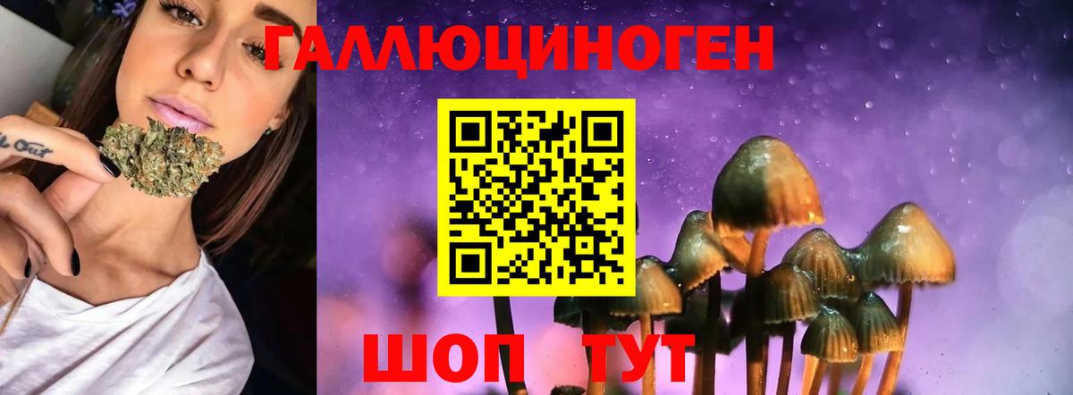 Галлюциногенные грибы Psilocybe Дивногорск